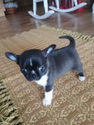 Chihuahua xxs gorzka czekolada