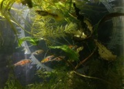 Razbora espei razborka 5sztuk gratis gupik