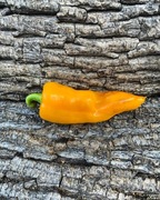 Sinilga Papryka Słodka 