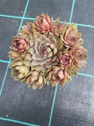 Rojniki nr 2 sadzonka p9