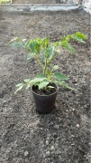 Sadzonka pomidora San Marzano