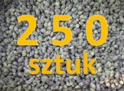 Pszczoła murarka ogrodowa kokony 250 sztuk