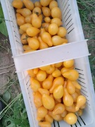 Nasiona pomidor Perun min. 10szt.