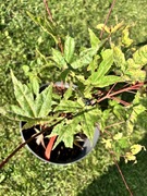 Klon palmowy „Corallinum”