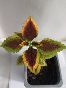 Koleus blumego pokrzywka brazylijska w doniczce