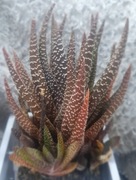 Gasteraloe Royal Highness, aloes jej wysokość, GRATIS! 69