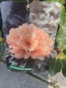 Piękny rododendron Viscy