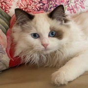 Kotka Ragdoll FPL, gotowa do odbioru, wyprawka