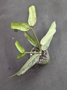 Hoya pandurata silver - sadzonka ukorzeniona