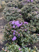 Rododendron karłowy Moerheim fioletowe kwiaty duże sadzonki