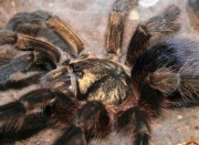 Phormictopus auratus