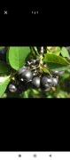 Aronia Owoce Świeże Ekologiczne . Wysyłka 