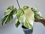 Monstera NoID przepiękne wybarwienie w bigosie