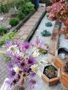 Susz makówka duże ilości 