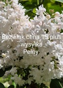 Bez lilak z nadwyżki ogrodowej