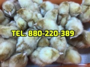 Kurczaki pisklęta mięsne, kury nioski, kaczki,inne