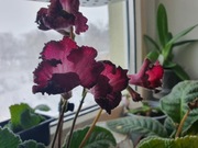 Skrętnik DS-Eternity