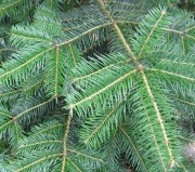 Igły jodły jodłowe 100g z Bieszczad 