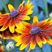 Rudbekia owłosiona,hirta.30n   