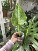 Philodendron calkins gold filodendron