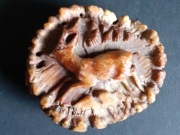 Rzeźba z kości jelenia