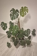 Monstera dziurawa (Monstera deliciosa) 160 cm