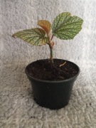 Begonia Koralowa 'Lucerna' – Zdrowa Sadzonka (Kropki) w doniczce