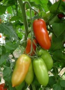 Nasiona Pomidor Giulietta F1. Mam też inne odmiany.