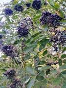 Syrop z owoców czarnego bzu z sokiem z cytryn. 20% cukru 330g. {5 zł/100g}