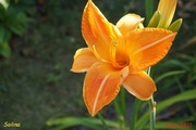 Hemerocallis / Liliowiec: Solina