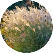Miskant chiński GRACILLIMUS 2L 