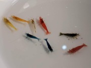 Krewetki kolorowe 16szt do akwarium