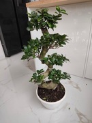 Bonsai idealny do wnętrza lub na prezent