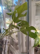 Rhapidophora Tetrasperma - Monstera Minima - sadzonka ze zdjęcia 