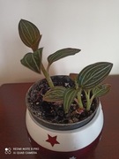 Ludisia discolor - Jewel Orchid