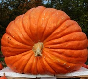 Dynia Atlantic Giant nasiona kolekcjonerskie