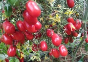 Pomidora Megagroniasty czerwony-Karma dla rybek 