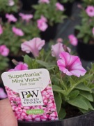 Supertunia Vista  mini Pink Star- wysyłka natychmiast