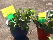 60 szt. lep do doniczki na owady komary muszki mszyce + 4 x uchwyt 