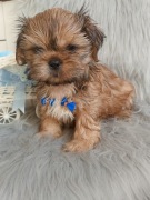 Piesek rasy Shih-Tzu szuka domku 