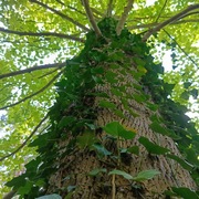 Bluszcz hedera 200-250 cm w dużych donicach kępa 