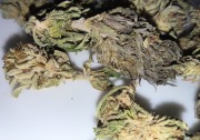 50g 9.16% bardzo mocny susz CBG okazja PROMOCJA WYPRZEDAŻ premium 