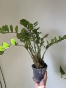 zamiokulkas zimozielony