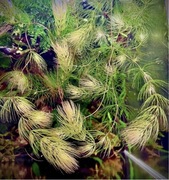 Rogatek delikatny, Ceratophyllum submersum- ok 15- 20 cm, również bez CO2