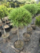 Sosna na pniu Maria Bregon/Winter Gold/Mops