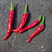 Papryka ostra Cayenne nasiona kolekcjonerskie