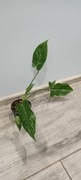 Philodendron camouflage