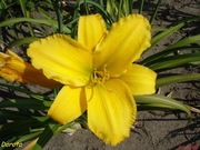 Hemerocallis / Liliowiec: Dorota