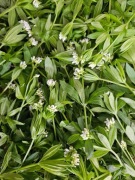 Suszona przytulia wonna marzanka wonna 25 gram 