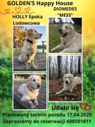 Golden retriever - szczenięta - zapowiedź miotu - Wrocław